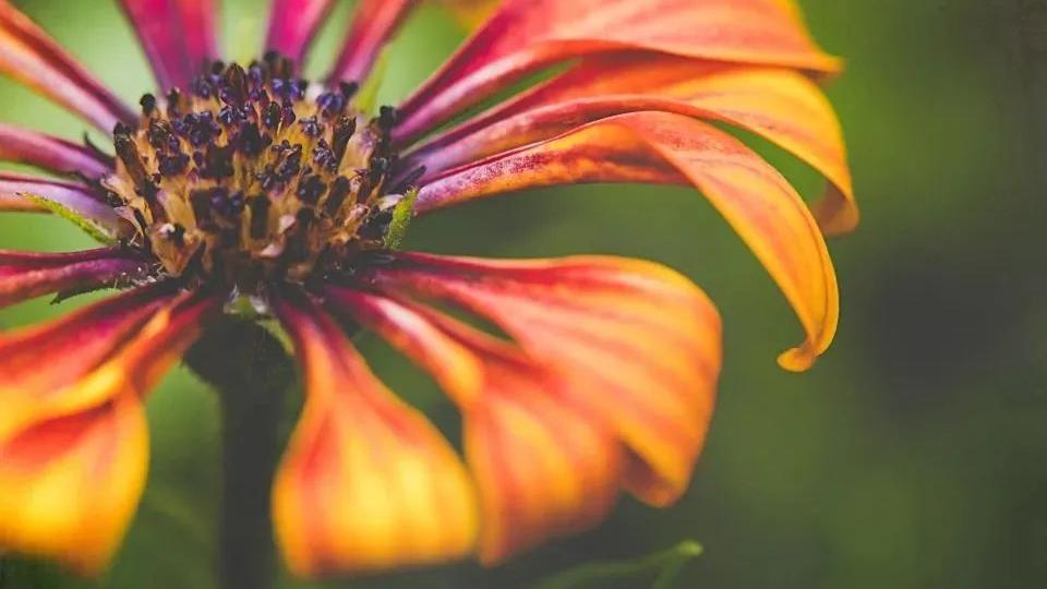 华为|家用电器未来要机器人化? 美的集团标准先行