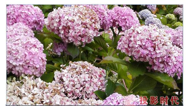 操作系统|85寸海信85E7G电视推荐 巨幕下看大片就是刺激