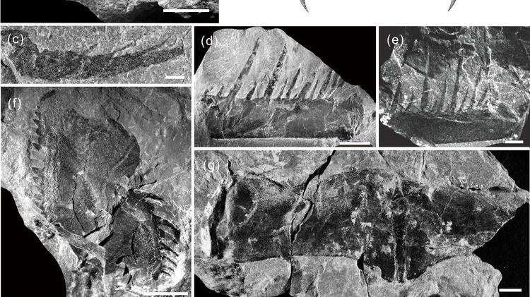 最初的海怪，中国首次发现4.3亿年前混翅蜍化石，它们有多奇特？