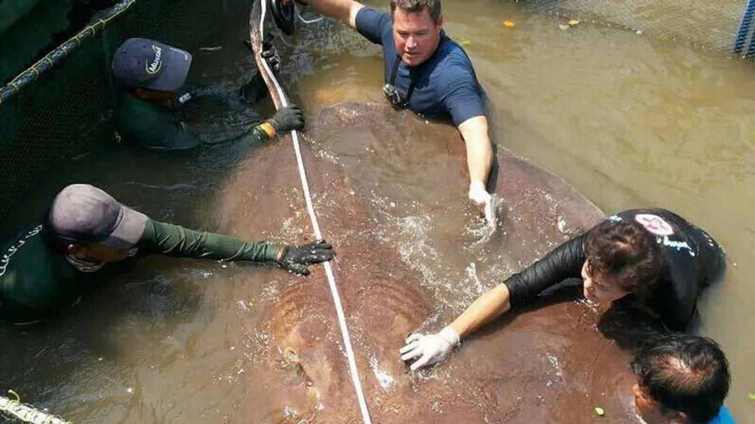 世界上最大的5种淡水鱼，巨型黄貂只能排末位，很多已经濒危！