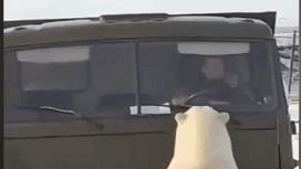 北极熊在紫色花海中呼呼大睡，是好事或坏事？专家：不再追逐海冰