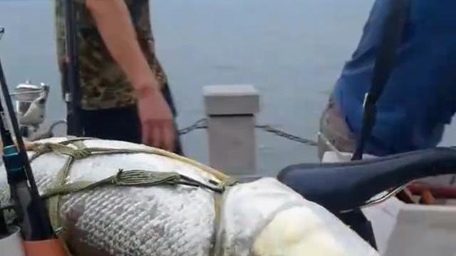 老虎|男子罕见钓获“米级”水老虎，围观的人不淡定了，网友：低调点呀