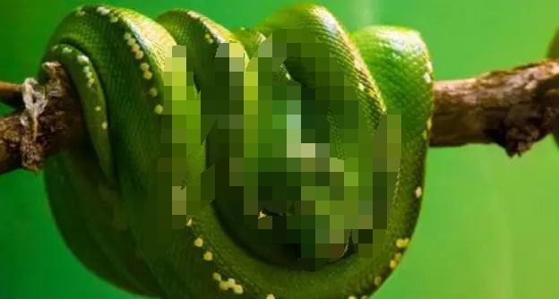 两条雄性大蟒蛇互相缠斗，结果会是怎么样？为什么？