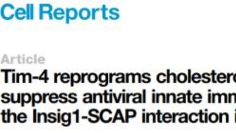 【学术前沿】揭示Tim-4在抗病毒天然免疫应答中的重要作用
