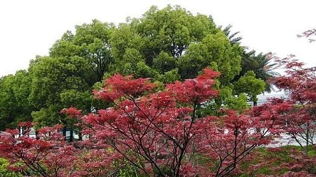 孟晚舟|刘晓棕对孟晚舟的付出：为了爱情，可以激流勇退，也可以直面苦难