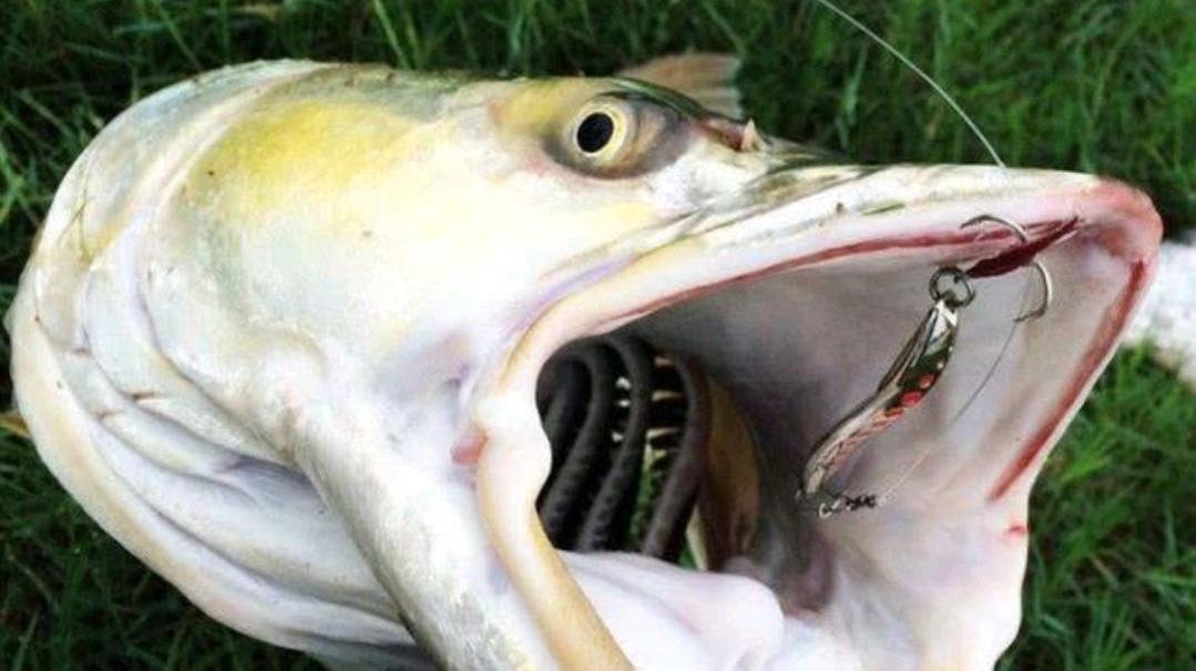 老虎|害鱼？广州增江1米多长的“水老虎”被钓起，老乡：专吃鱼虾