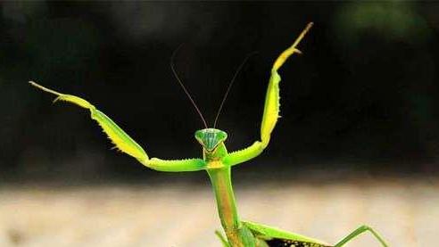 动物界汉尼拔：同类相食常发生，狠起来自己也吃