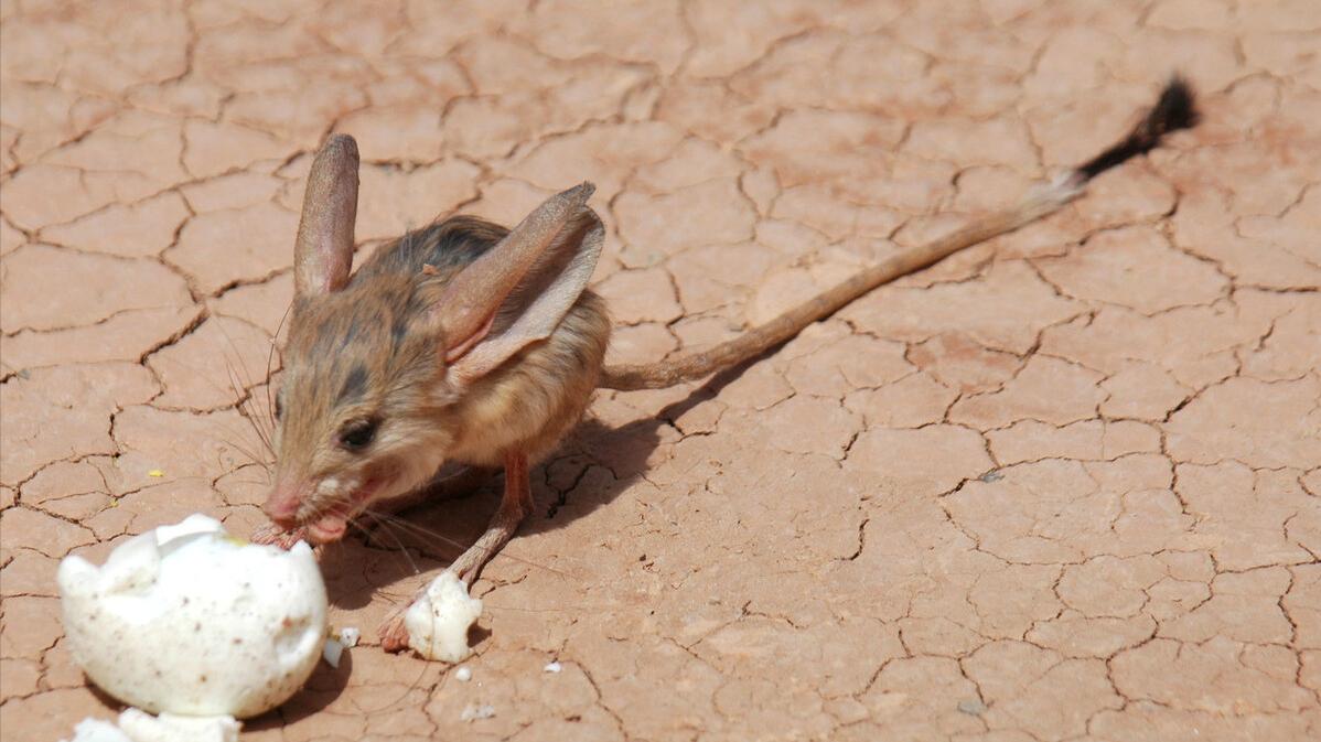 “长腿老鼠”现身罗布泊，耳朵比头大长6厘米，一步能跳3米远