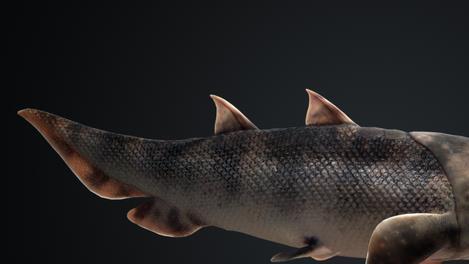 科学家|科学家证实；人类生命起源，始于3亿年前一条鱼，并且它来自中国