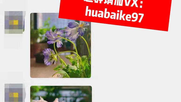 想找一个晒花、聊天的群，赶紧来看看这篇文章！