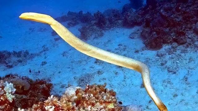 当心！五月到八月，海蛇会追着人咬，澳科学家对潜水者发出警告