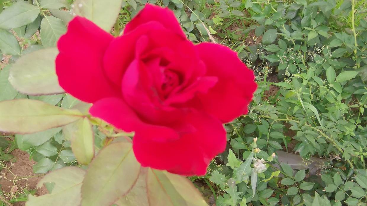 |职场写作：项目总结报告的写作技巧