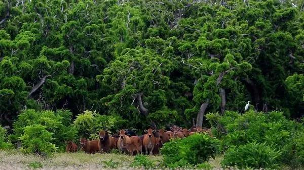 我国南海小岛上为什么会出现牛群？种群繁殖：或存在近亲回交