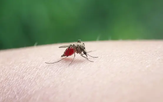 “万物有灵，蚊子除外”，究竟是什么气味在吸引蚊子？