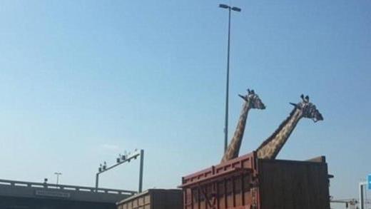长颈鹿是怎么被运到动物园的？