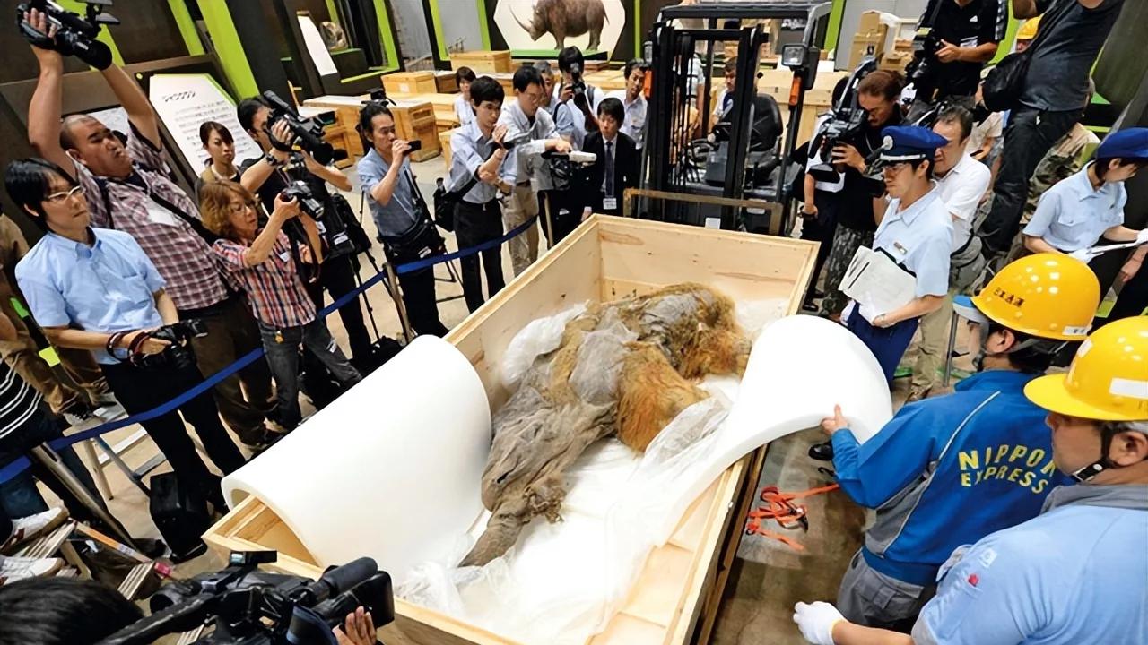 北极都可以穿短袖了！为何会出现极端高温？