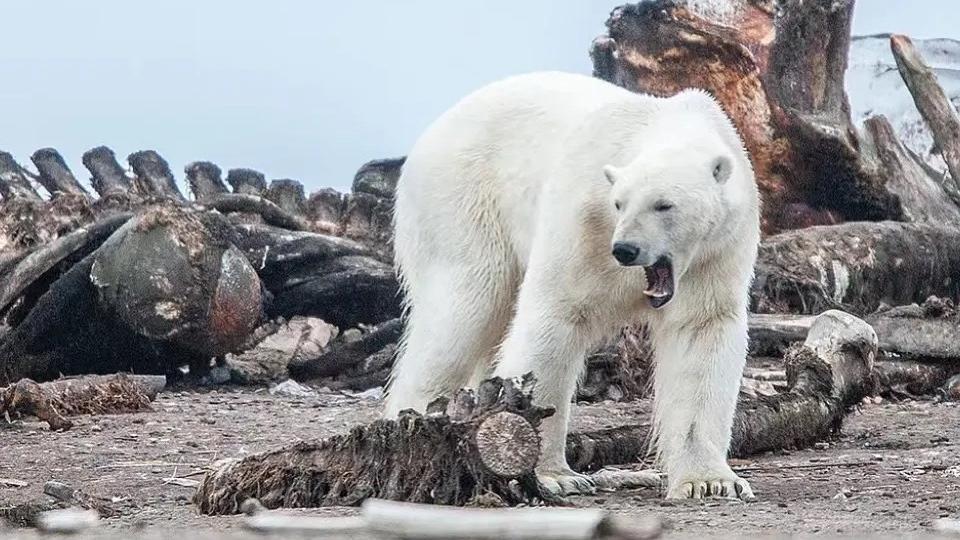 北极熊吃出“龙骨”，明明只是个哺乳动物，为何神似中国龙？