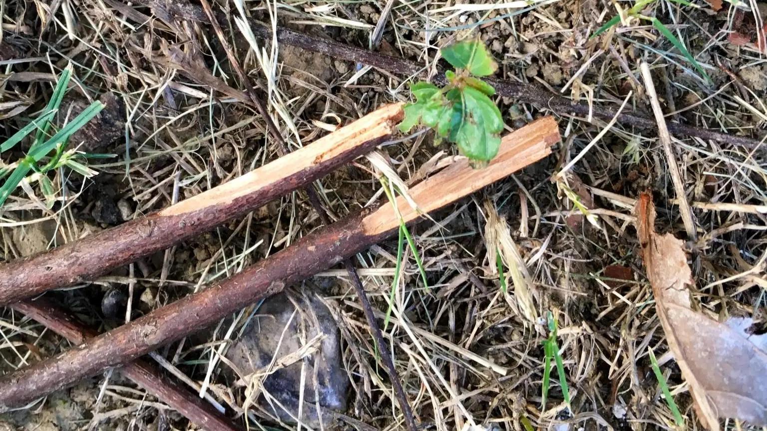 大号|野外钓鱼没带纸，上大号你会选哪些东西应急？网友：玉米芯也能用