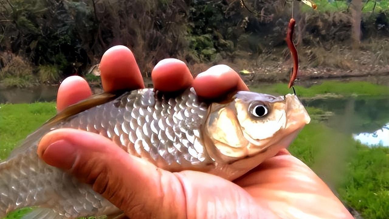 饵料|蚯蚓钓鱼并不是万能的！遇到这几种情况时别用，反而会降低鱼获