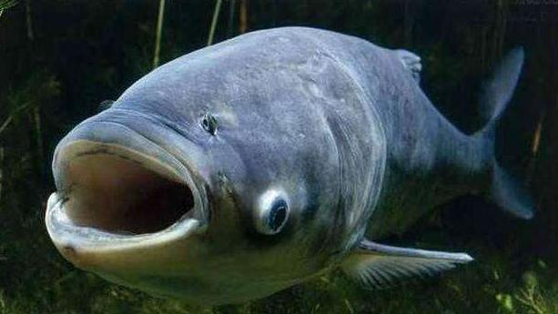 鲢鳙|抽鲢鳙选竿小技巧，综合鱼情选择鱼竿，趁手的才是好钓竿