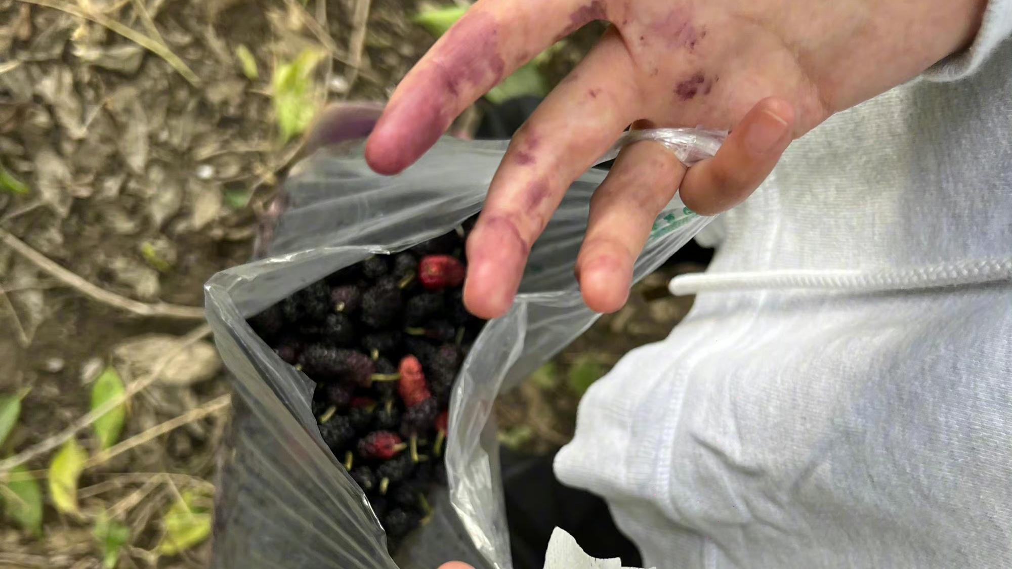 周冬雨|周冬雨公园摘桑葚，全副武装，看似低调
