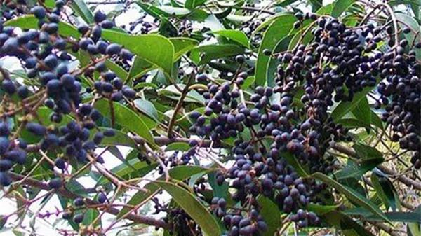 以前老农摘来泡酒，如今被大量种植，果子掉一地，却还遭嫌弃