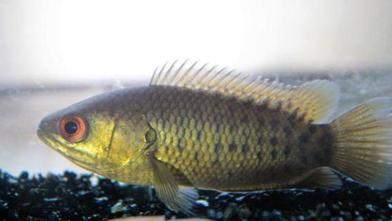 steam|男子野钓一无所获，意外捞起1条会走路的“怪鱼”，网友：被电了