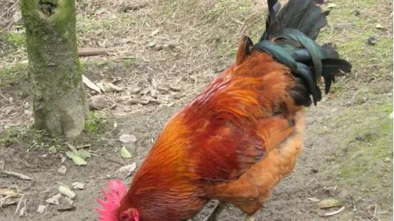 鸡并不能免疫毒素，为什么还能把蝎子、蜈蚣当食物？