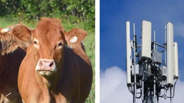 4G|法国被迫关闭4G信号塔，因为农户觉得信号塔害死了自家奶牛？