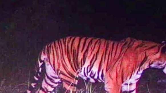 吃过人的老虎不吃其他肉？1903年，印度“食人虎”连续吃掉437人