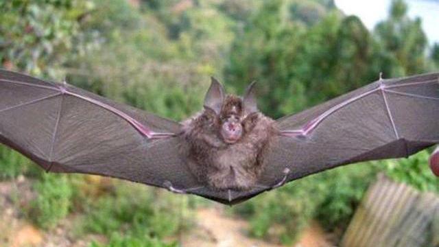 怪事真多！继江苏死蝙蝠吊在空中后，安徽空中也出现死蝙蝠，到底咋回事？