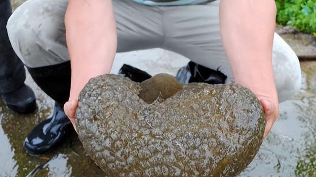 零八年，湖里捞出一种像果冻的生物