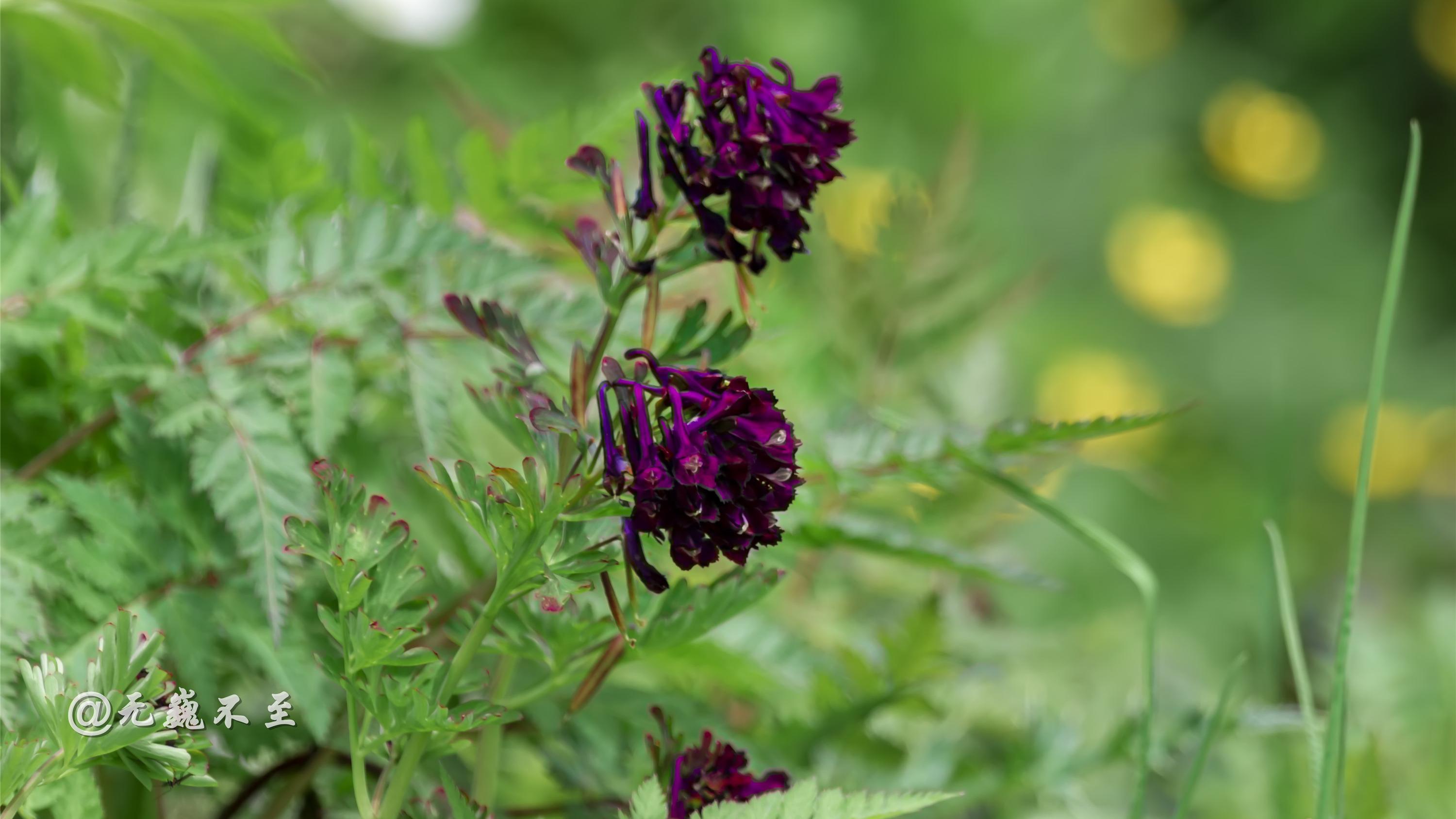 四川省|九顶归来不看花，但是这些花名你知道吗？科普一下不就认识啦