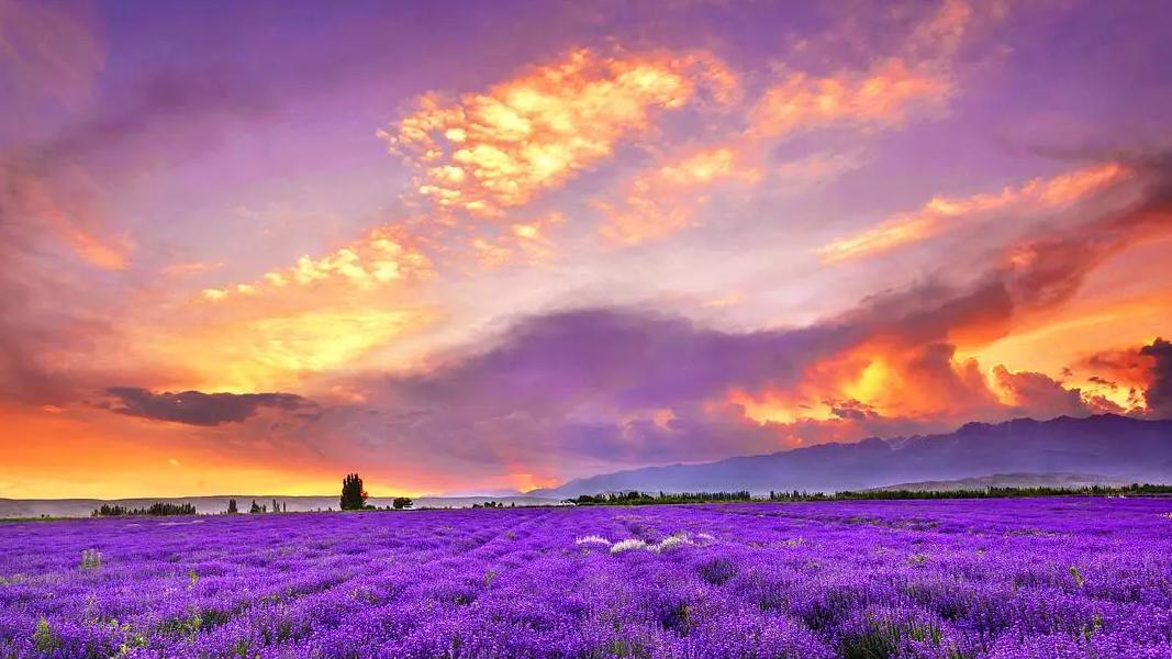 美丽|花海的美丽谁能不晓，这些罕为人知的美景不去看看？带上那个他一起吧