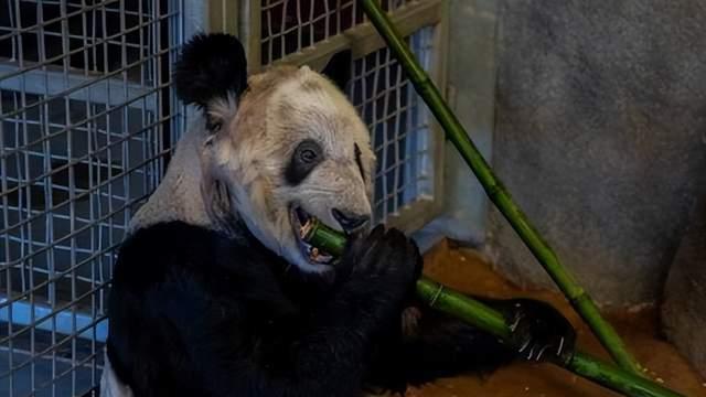 旅美大熊猫惨遭被欺负，跪地磕头要饭遭无视，它究竟发生了什么？