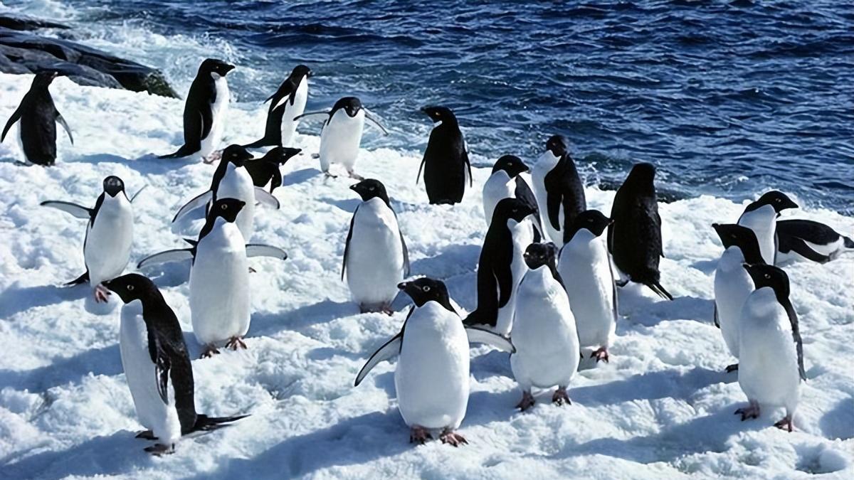 “北极企鹅”的悲惨命运：被拧断脖子当柴火，人类罪行罄竹难书！