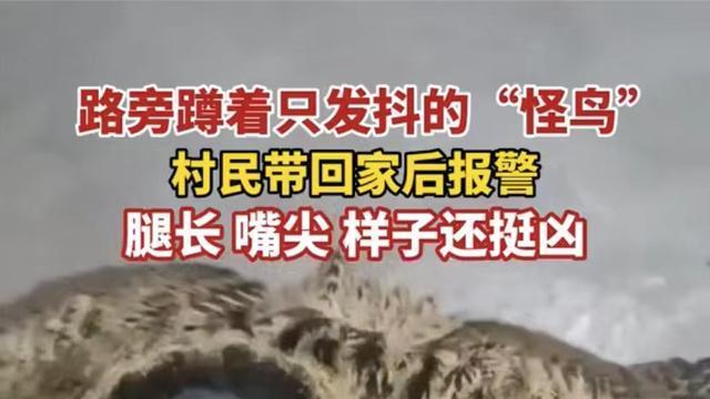 男子回家偶遇“怪鸟”，到家一看真面貌后立刻报警：长得怪