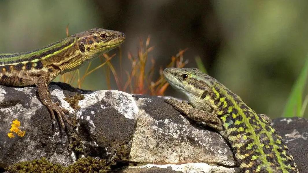 只用40年就改变了食性，什么动物演化得这么快？意大利壁蜥