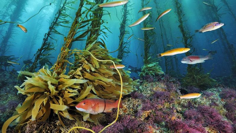 GoPro|不准向中国分享安全漏洞。虽然微软对此提出反对，可是却被驳回