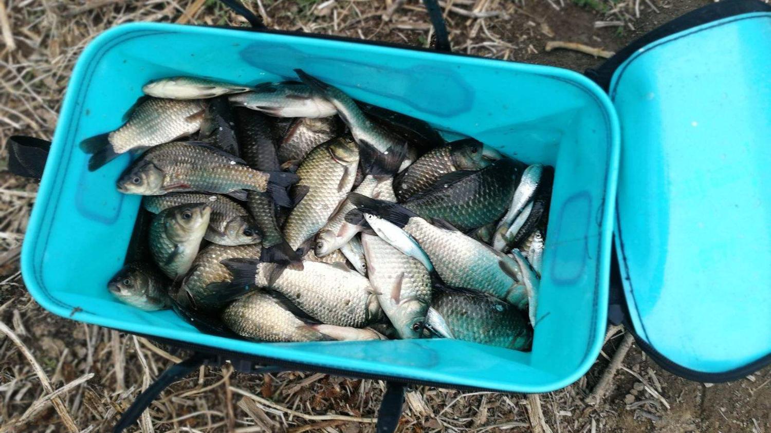 鳊鱼|夏季钓鲫鱼、鳊鱼、白条等小型鱼，必备的4个垂钓知识，终身受用