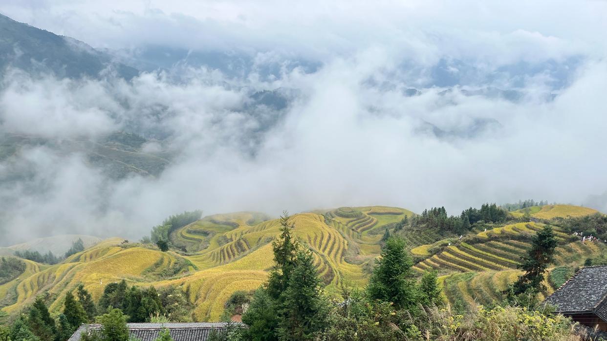 龙脊梯田|雨雾中的龙脊梯田