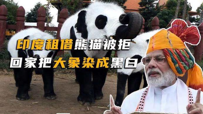 印度向我国借熊猫被拒绝，干脆把鳄鱼大象染成熊猫模样