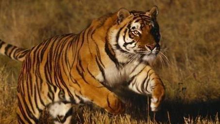 如果将老虎放在非洲大草原的话，它能活下来吗？看完就知道了