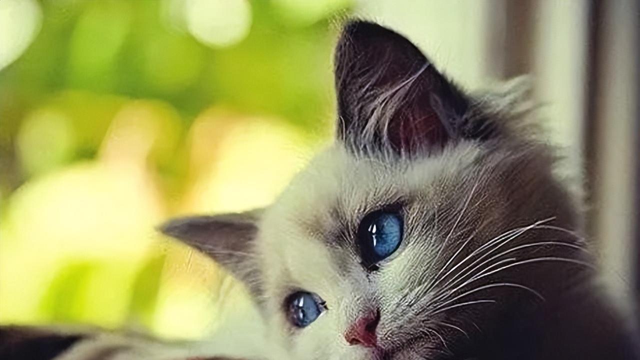 杨幂|历尽挫折，才知道毕业于名牌大学的重要性