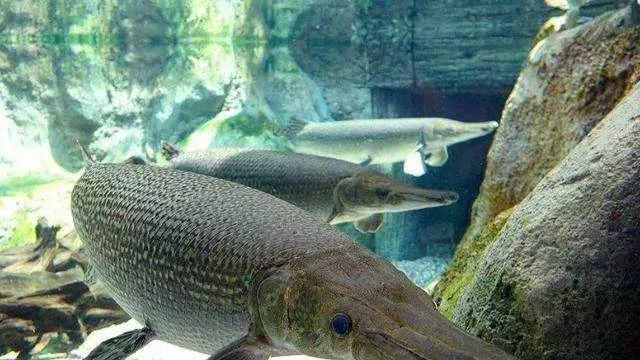 “水怪”鳄雀鳝究竟有多可怕？