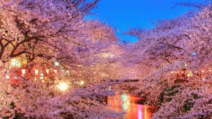 上野公园|东京市民，蜂拥上野公园观赏樱花，日本观樱的名胜比比皆是