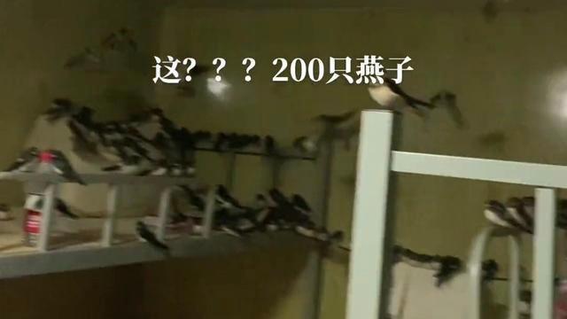 200余只燕子聚集，大连男子为其开空调取暖，没有飞去南方吗？