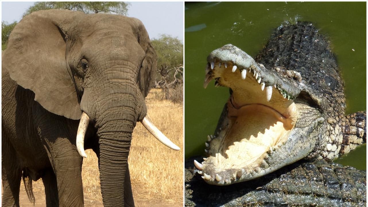 男子为躲避大象，跳进河中，被鳄鱼咬断了手臂和腿