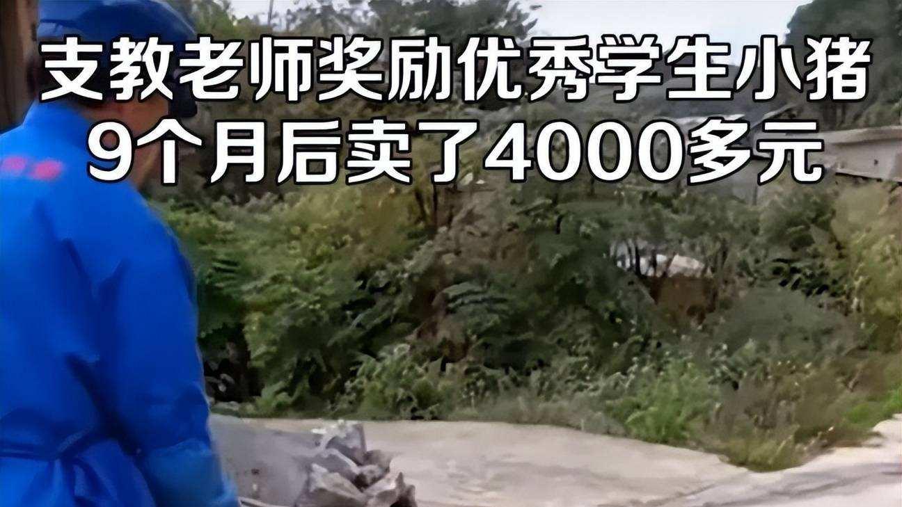奖励优秀生的小猪9月后卖了4000元