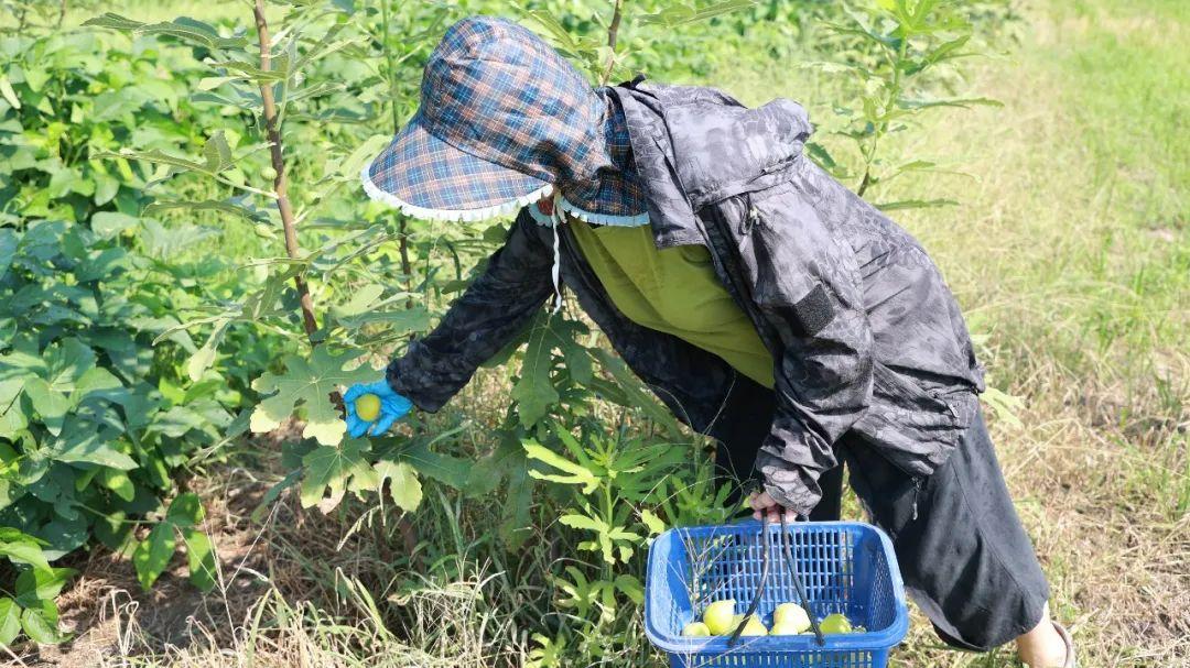 秋日的甜蜜暴击，准备好迎接无花果季了吗！